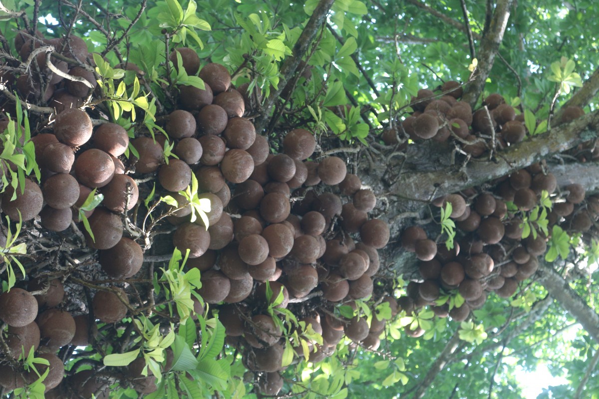 Couroupita guianensis Aubl.